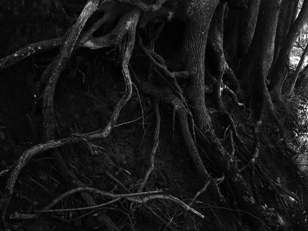 © Shannon Cavarocchi - Image from the Song for the Siren photography project