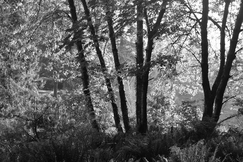 © Shannon Cavarocchi - Image from the Song for the Siren photography project