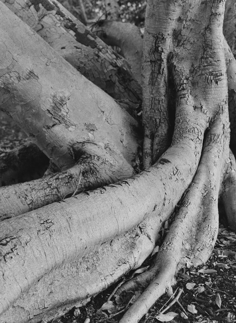 © Shannon Cavarocchi - Image from the Song for the Siren photography project