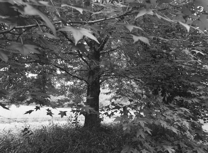 © Shannon Cavarocchi - Image from the Song for the Siren photography project