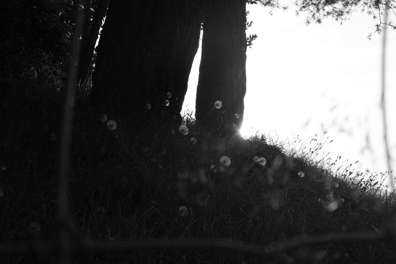 © Shannon Cavarocchi - Image from the Song for the Siren photography project