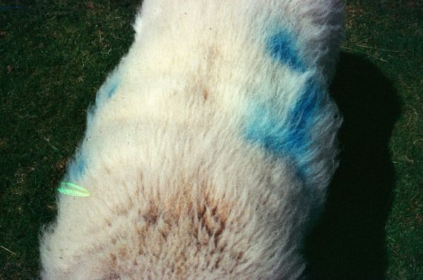 © Alina Potapenko - Image from the Take me home, country roads photography project