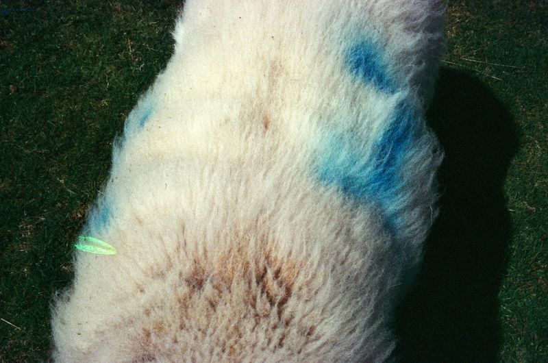 © Alina Potapenko - Image from the Take me home, country roads photography project