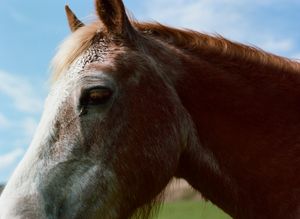 Take me home, country roads