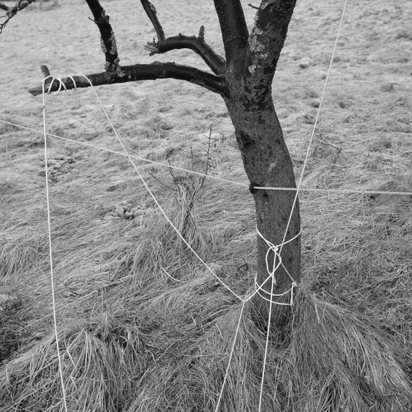 © Aga Luczakowska - Image from the I Once Was a Tree photography project