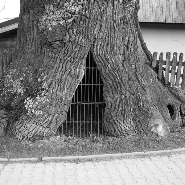 © Aga Luczakowska - Image from the I Once Was a Tree photography project