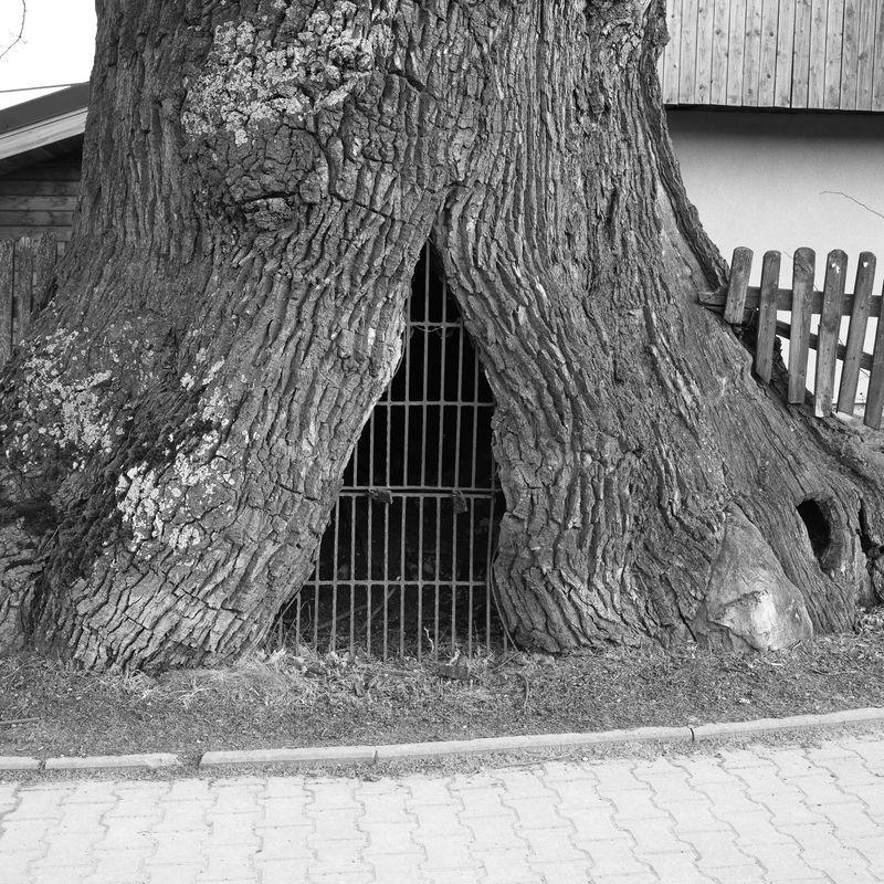 © Aga Luczakowska - Image from the I Once Was a Tree photography project