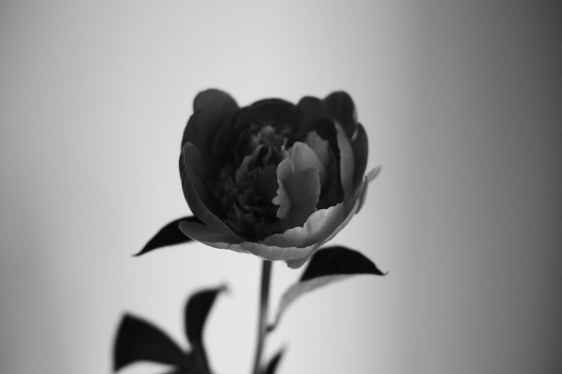 © Aga Luczakowska - A single peony flower, captured in its brief moment of bloom.