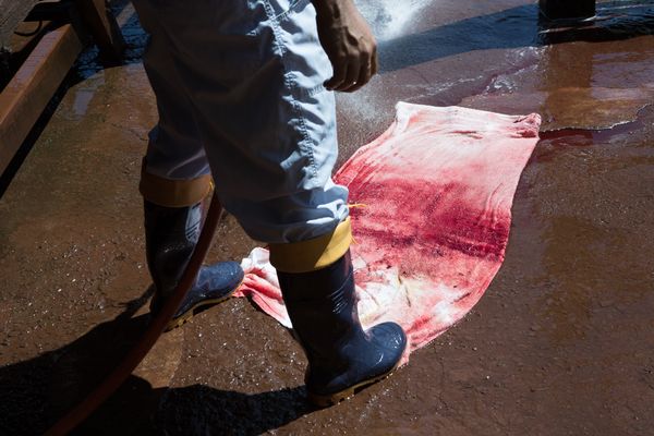 © Carolina Arantes - Image from the holy cow photography project