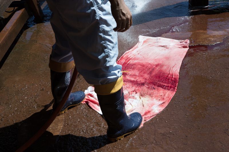 © Carolina Arantes - Image from the holy cow photography project