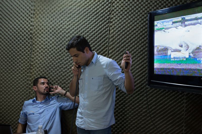 © Carolina Arantes - Image from the holy cow photography project