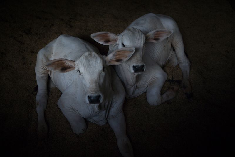 © Carolina Arantes - Image from the holy cow photography project