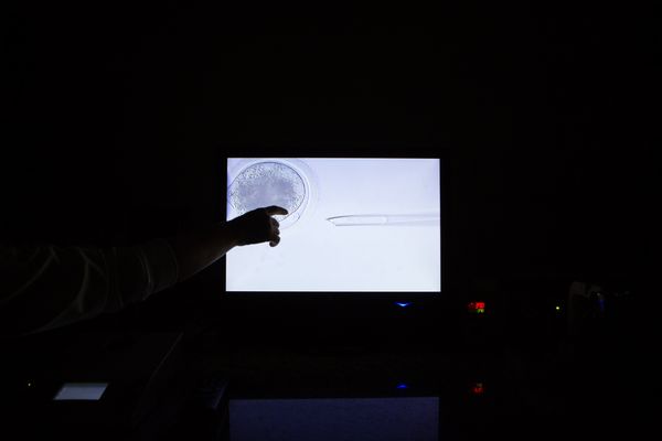 © Carolina Arantes - Image from the holy cow photography project