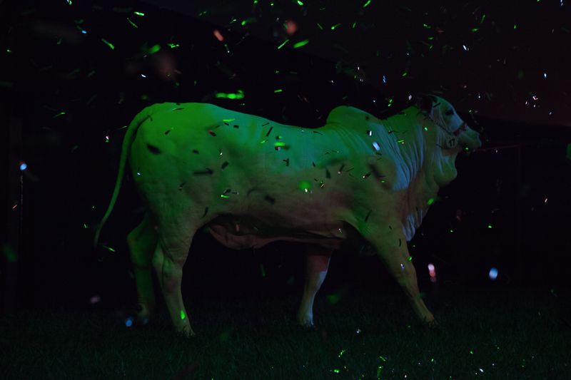 © Carolina Arantes - Image from the holy cow photography project