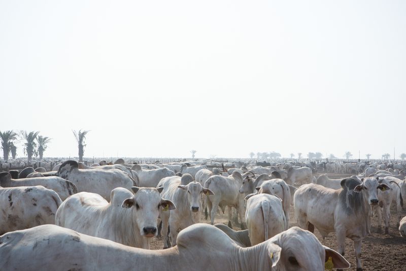 © Carolina Arantes - Image from the holy cow photography project