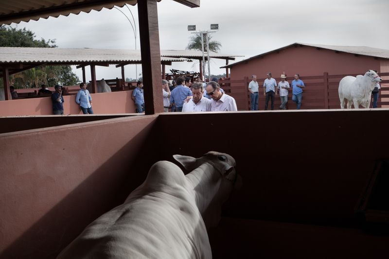 © Carolina Arantes - Image from the holy cow photography project