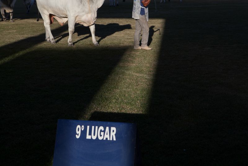 © Carolina Arantes - Image from the holy cow photography project