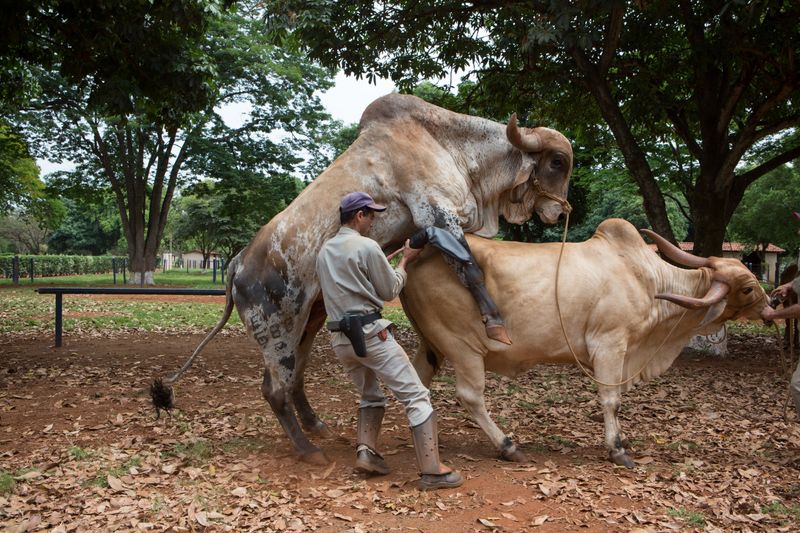 © Carolina Arantes - Image from the holy cow photography project