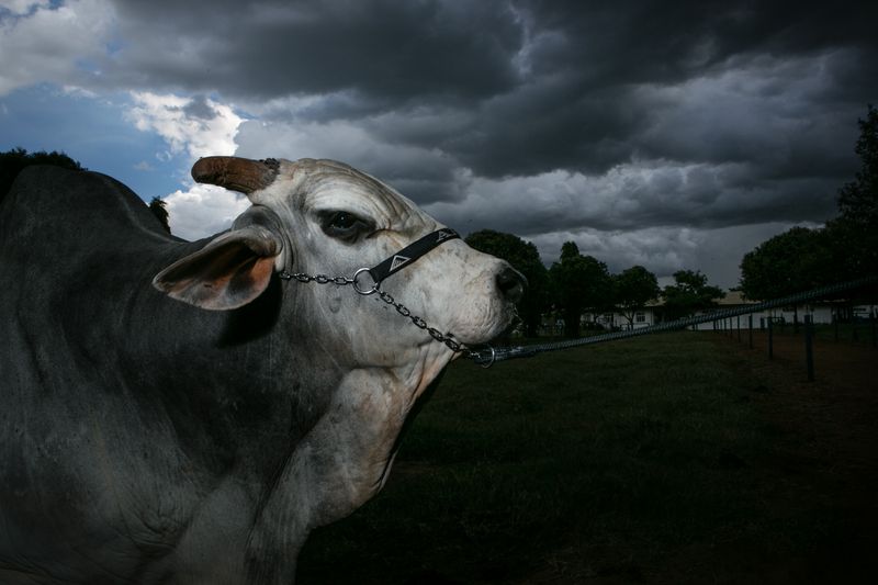 © Carolina Arantes - Image from the holy cow photography project