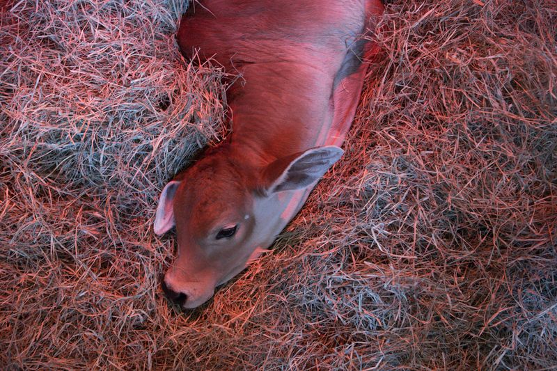 © Carolina Arantes - Image from the holy cow photography project