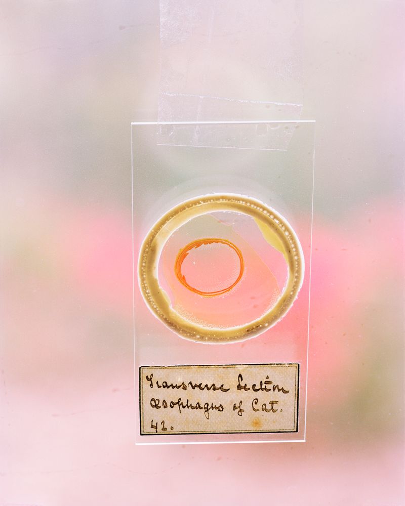 © Susan Worsham - Image from the Bittersweet on Bostwick Lane photography project