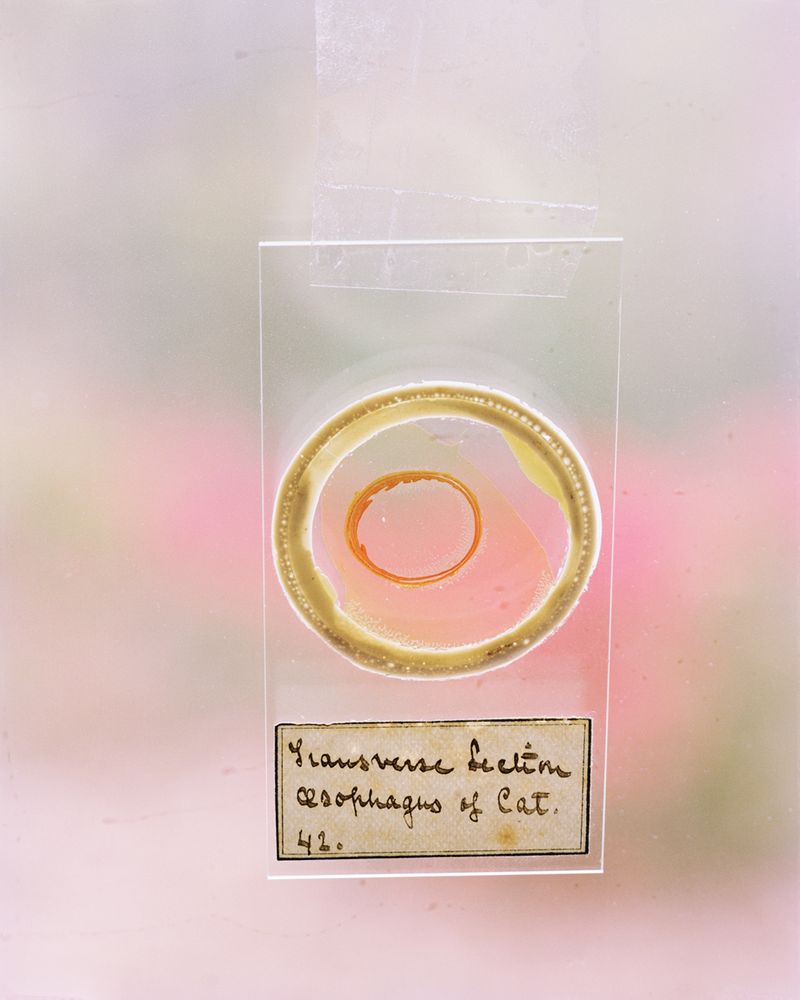 © Susan Worsham - Image from the Bittersweet on Bostwick Lane photography project