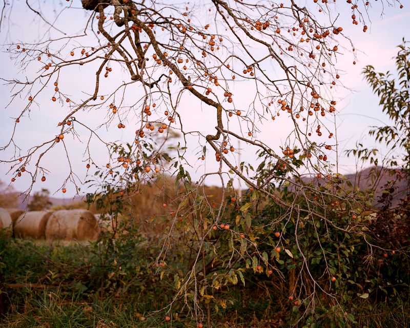 © Susan Worsham - Image from the Bittersweet on Bostwick Lane photography project