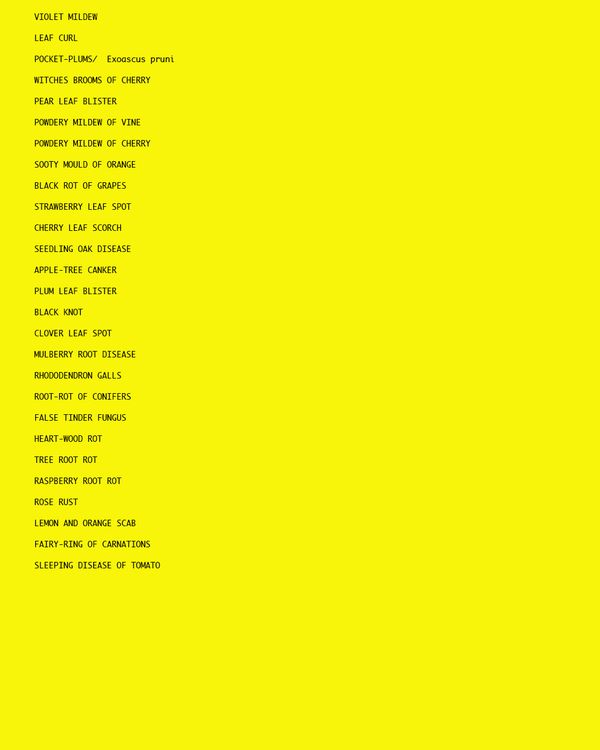 © Susan Worsham - Image from the 'Bittersweet on Bostwick Lane" photography project