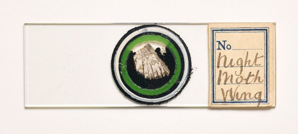 © Susan Worsham - Image from the 'Bittersweet on Bostwick Lane" photography project