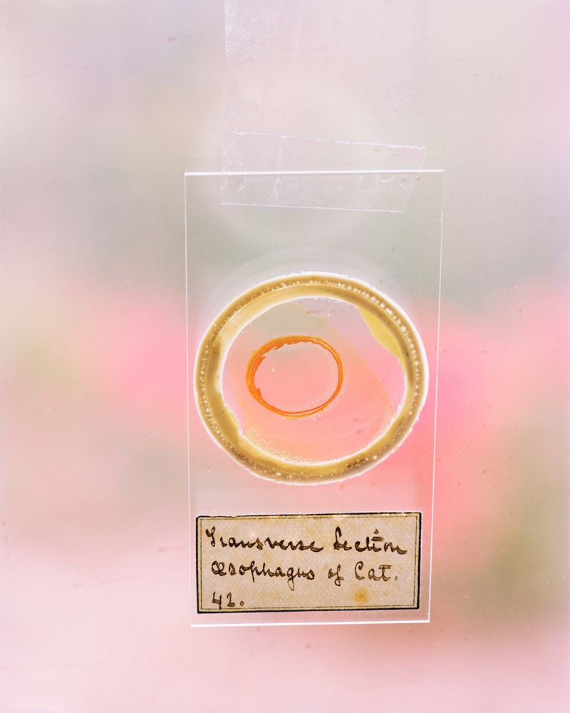 © Susan Worsham - Image from the 'Bittersweet on Bostwick Lane" photography project