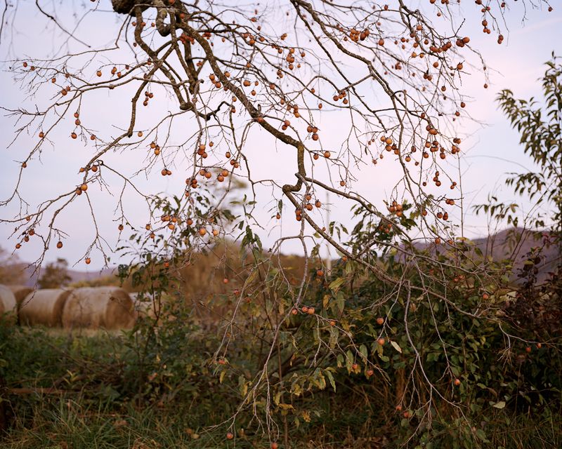 © Susan Worsham - "Diospyros virginiana, ( Virginia Sugar-plum)