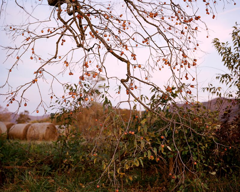 © Susan Worsham - "Diospyros virginiana, ( Virginia Sugar-plum)
