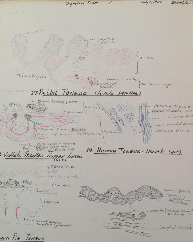 © Susan Worsham - "Rabbit Tongue, Human Tongue" A page from Margaret's drawings of diseases and Bodily functions.