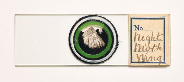 © Susan Worsham - Image from the Bittersweet on Bostwick Lane photography project