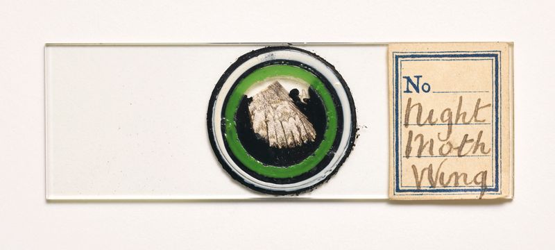 © Susan Worsham - Image from the Bittersweet on Bostwick Lane photography project