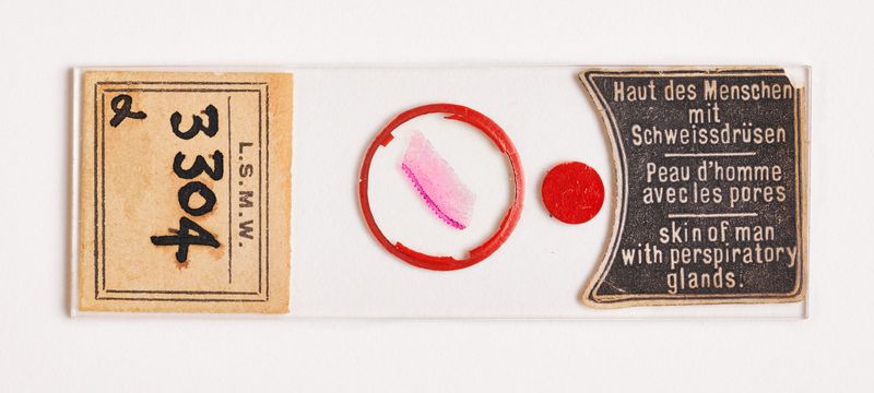 © Susan Worsham - Image from the Bittersweet on Bostwick Lane photography project