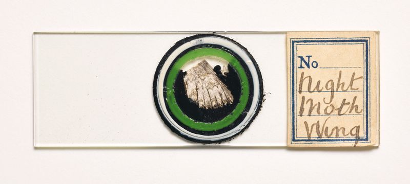 © Susan Worsham - Image from the Bittersweet on Bostwick Lane photography project