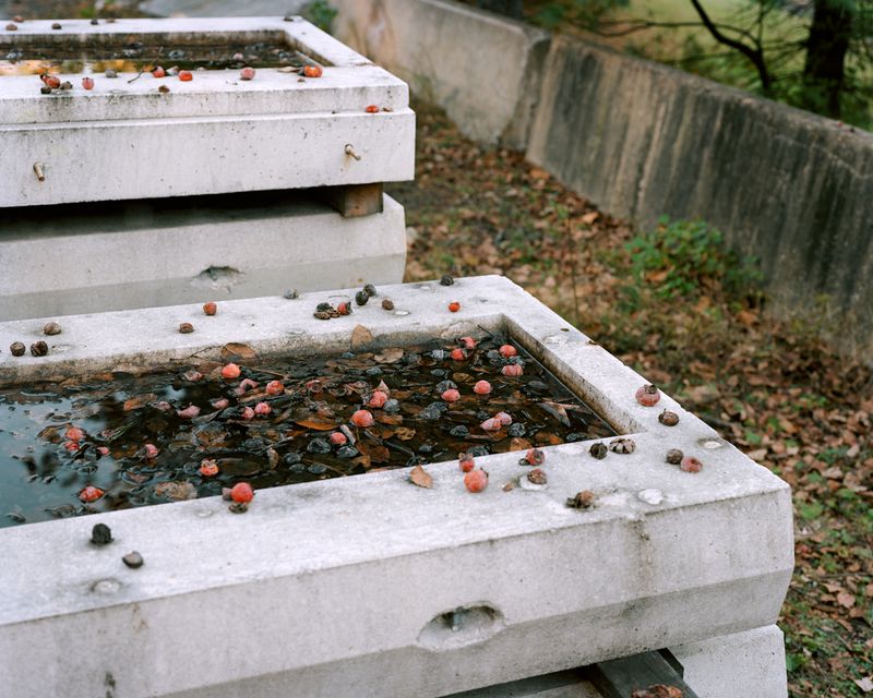© Susan Worsham - "Persimmon Grave"