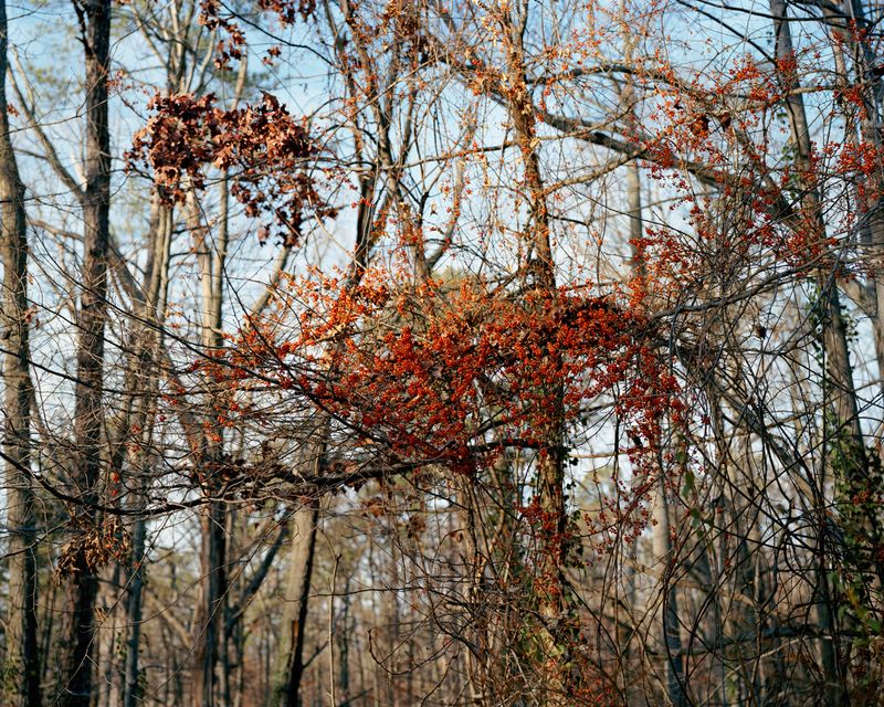 © Susan Worsham - "Bittersweet on Bostwick Lane"