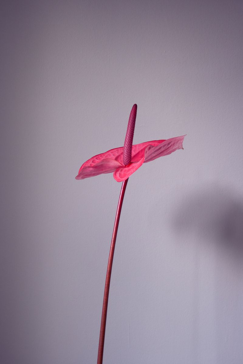 © Nadia Marilena Roccato - Image from the Disconnected photography project