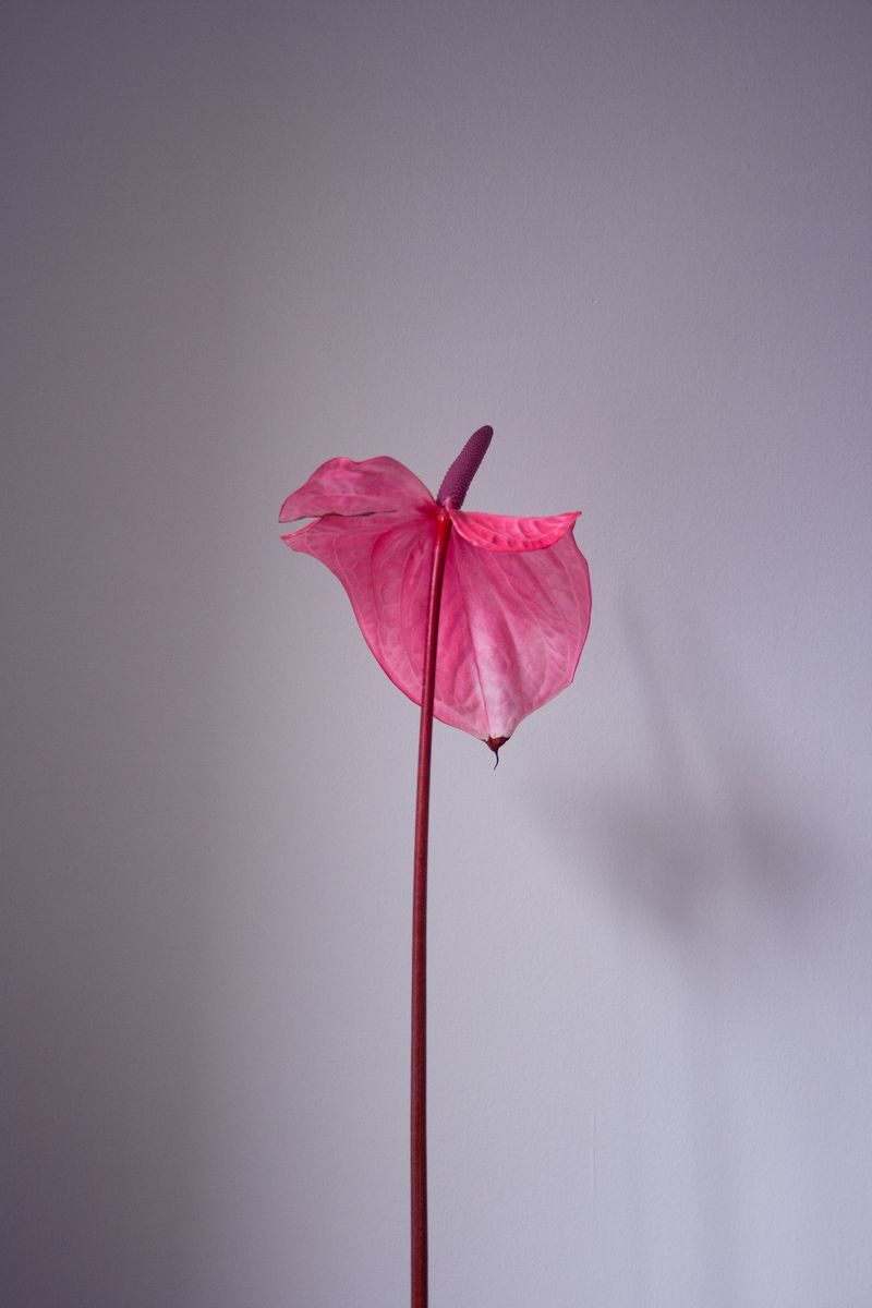 © Nadia Marilena Roccato - Image from the Disconnected photography project