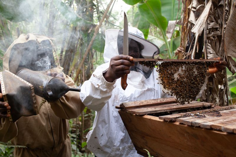 © Eleri Griffiths - Women beekeepers inspect the hive for honey.