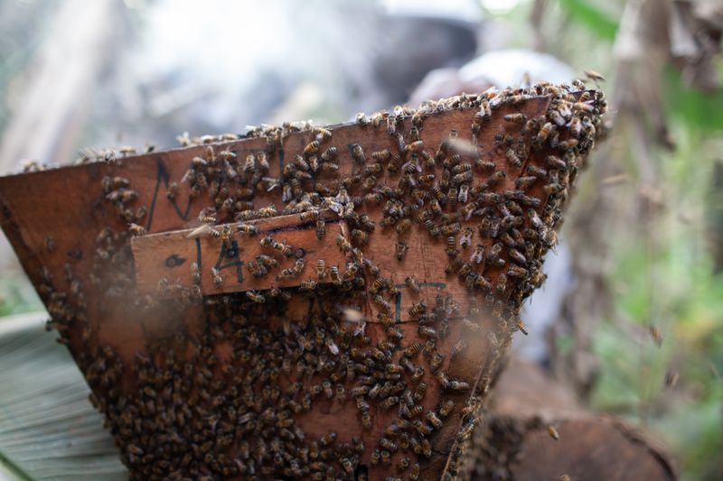 © Eleri Griffiths - Image from the The Women Beekeepers of Bamenda photography project