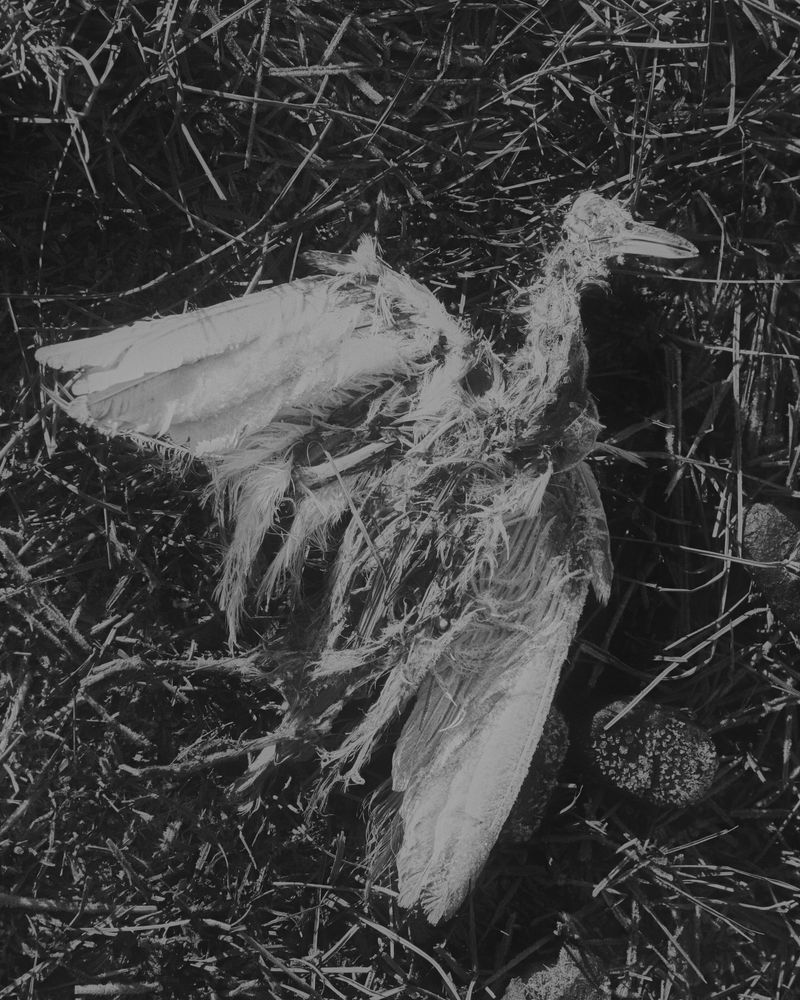 © MINGSHUO ZHU - Image from the The Fire After the Night Before photography project