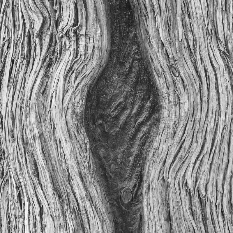 © MINGSHUO ZHU - Image from the 休 Of Human Of tree photography project