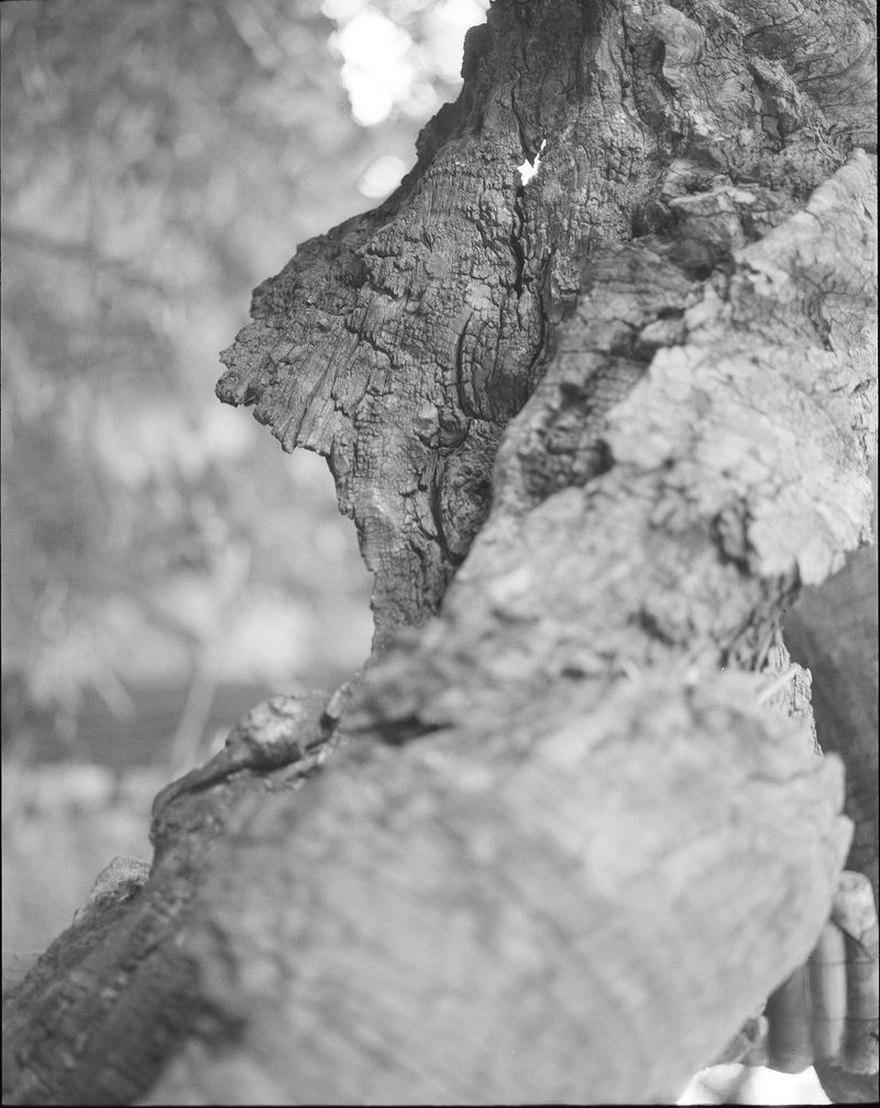© MINGSHUO ZHU - Image from the 休 Of Human Of tree photography project