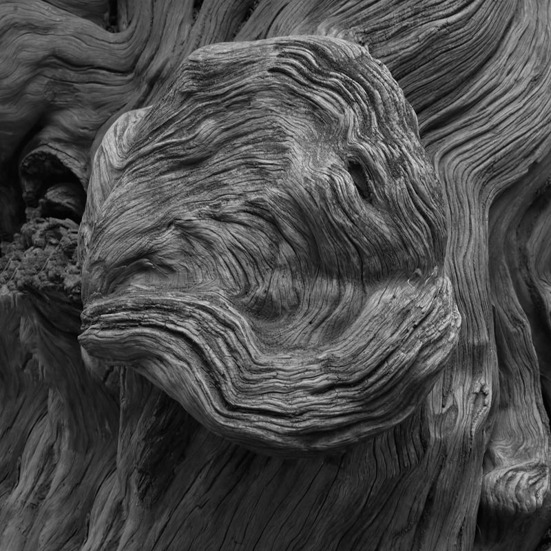 © MINGSHUO ZHU - Image from the 休 Of Human Of tree photography project