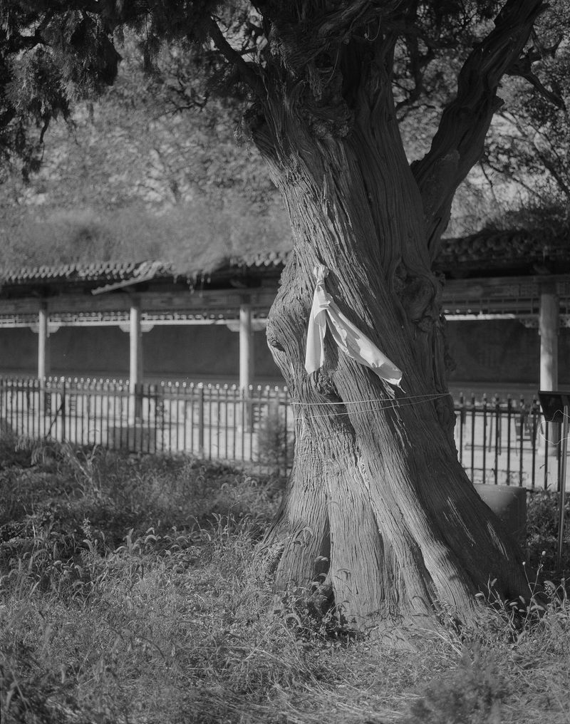 © MINGSHUO ZHU - Image from the 休 Of Human Of tree photography project