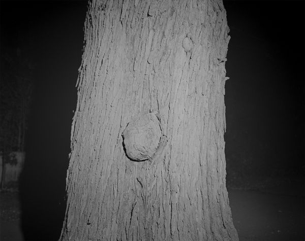 © Rosemary Haynes - Image from the Arnica photography project