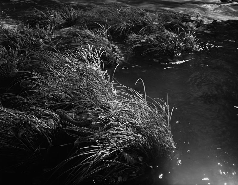© Rosemary Haynes - Image from the Arnica photography project